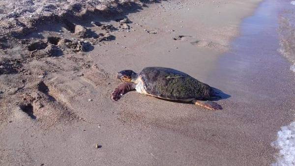 Κυπαρισσία: Νεκρή χελώνα στην παραλία του Αϊ Λαγουδη