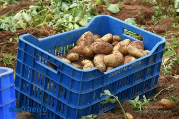 Σταθερά 43 με 45 λεπτά η τιμή της πατάτας - Αισιοδοξία για διάσωση της φετινής παραγωγής