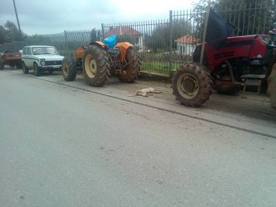 Καταγγέλλουν ότι περιπολικό σκότωσε σκύλο