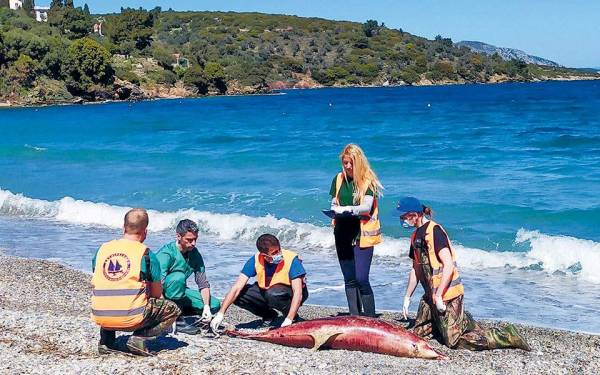 Νεκρά δελφίνια ξεβράστηκαν σε ακτές νησιών του Αιγαίου - Κατά την τουρκική άσκηση «Γαλάζια Πατρίδα»