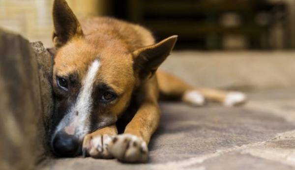 Σέρρες: Βάναυση κακοποίηση σκύλου από παιδί