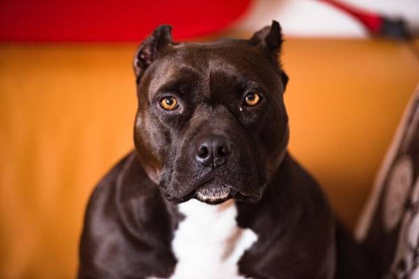 Βρετανία: Απαγόρευση σκύλων ράτσας XL Bully