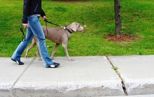 Ενώ πολλαπλασιάζονται τα αδέσποτα: "Σαφάρι" για σκυλιά χωρίς μικροτσίπ