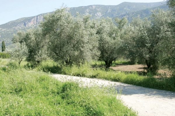 Γάλλοι στην Καλαμάτα για τους “Δρόμους της Ελιάς”