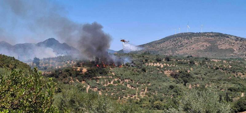 Μεσσηνία: 38 στρέμματα ελιές και αμπέλια κάηκαν στη Μεταμόρφωση - Φωτιά και στον Πλάτανο