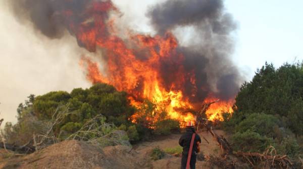 Φωτιά στα Σαμαρέικα Ηλείας απείλησε το δάσος της Στροφυλιάς