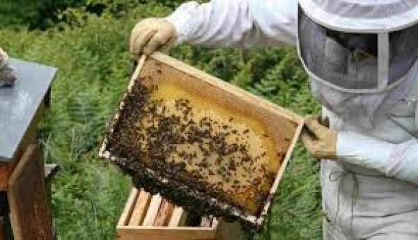 Μεσσηνία: Καταχώριση μελισσοκόμων στο σχετικό μητρώο