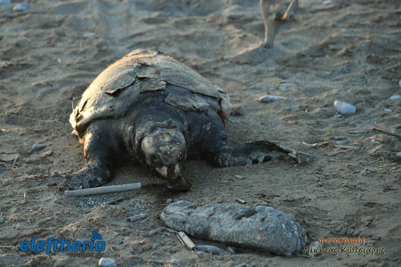 Θλιβερό ρεκόρ: Περισσότερες από 700 οι νεκρές θαλάσσιες χελώνες το 2020 στη χώρα μας (βίντεο)
