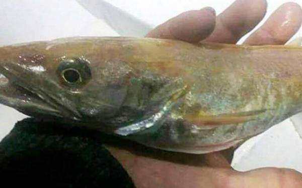 Ψαράς στην Χαλκιδική έπιασε σπάνιο «χρυσό» μπακαλιάρο, τον πρώτο στην Ελλάδα (φωτο)
