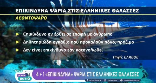 4+1 «επικίνδυνα» ψάρια στις ελληνικές θάλασσες (Βίντεο)
