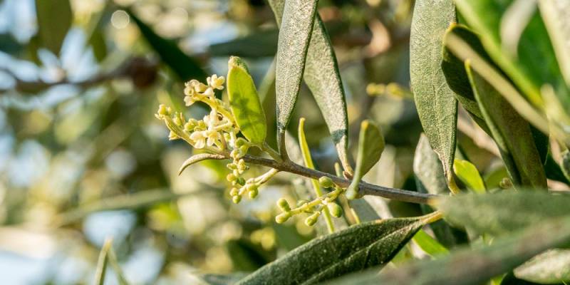 Αποζημίωση ελαιοπαραγωγών ζητεί ο Δήμος Οιχαλίας