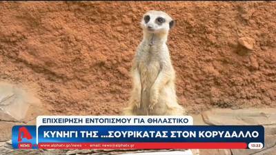 Κυνήγι της... σουρικάτας στον Κορυδαλλό (βίντεο)