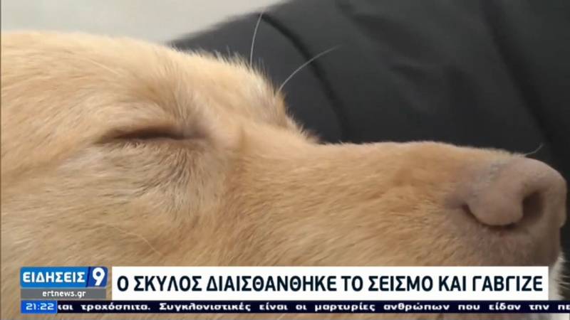 Σκύλος διαισθάνθηκε τον σεισμό στην Ελασσόνα και έσωσε μία οικογένεια: Mε τραβούσε από το πόδι για να με βγάλει έξω (Βίντεο)