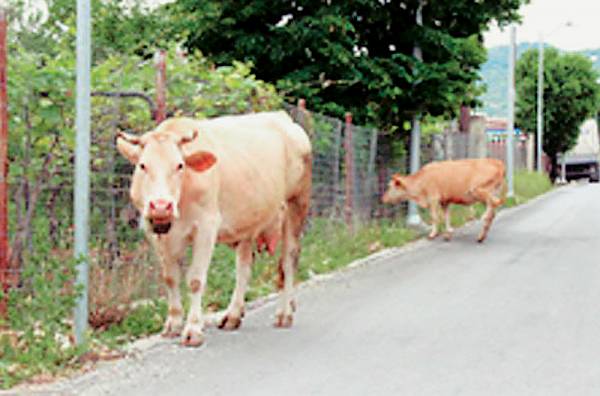 15 μηνύσεις σε ιδιοκτήτες αδέσποτων αγελάδων στον Ταΰγετο