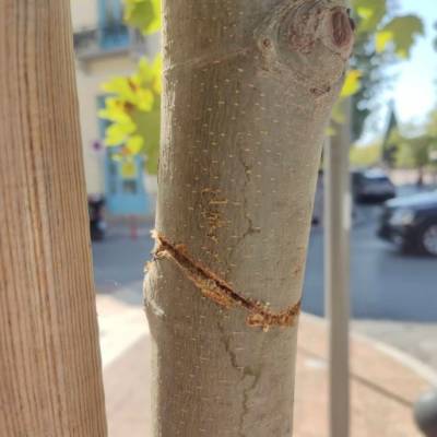 Καλαμάτα: Δολιοφθορά σε δύο πλατάνια στην Αριστομένους
