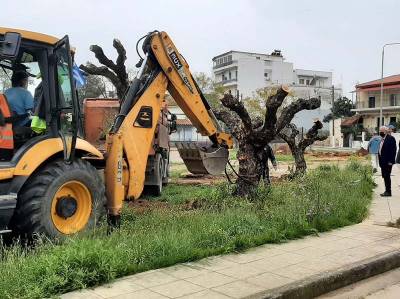 Καλαμάτα: Μεταφύτευση ελιών στο Φραγκοπήγαδο