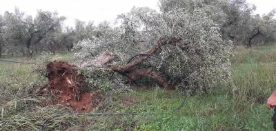 Μεσσηνία: Καταστροφές σε καλλιέργειες από ανεμοστρόβιλο (βίντεο-φωτογραφίες)