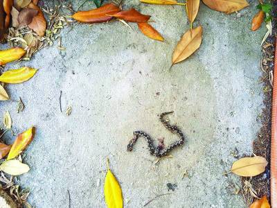 Φίδι αναστάτωσε το Λιμεναρχείο Καλαμάτας