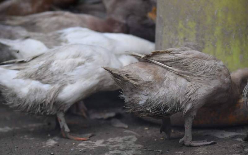 Ουγγαρία: Δεύτερο κρούσμα της γρίπης των πτηνών σε μια εβδομάδα