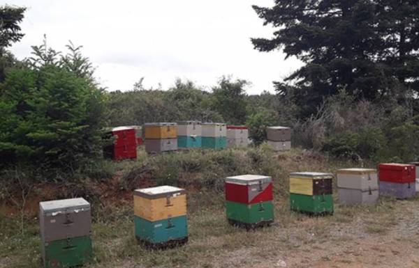 Εφετείο Καλαμάτας: Δικάζεται 65χρονος εκπαιδευτικός για κλοπή μελισσοσμηνών