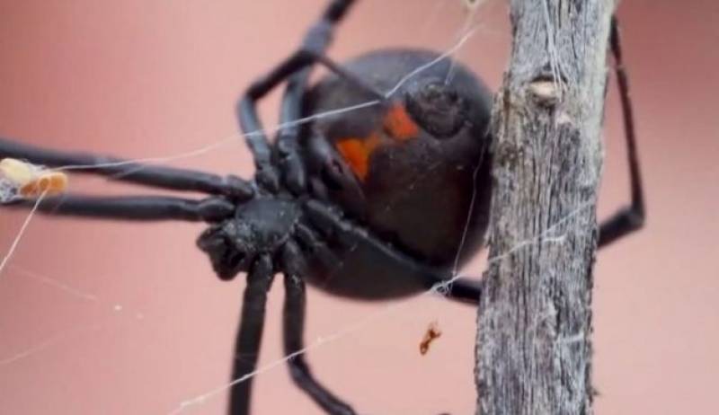 Αίγιο: Αράχνη &quot;Μαύρη χήρα&quot; τσίμπησε 36χρονο - Αγώνας δρόμου για τον ορό