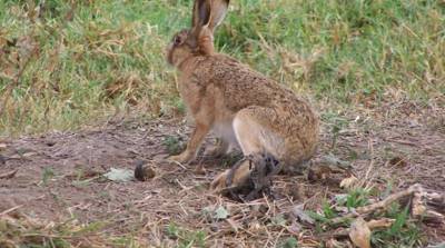 Σύλληψη 2 λαθροκυνηγών λαγών στο Κλήμα Μεσσήνης