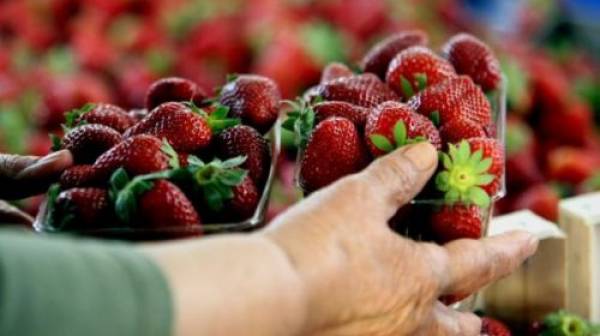 Θετικό το πρώτο τετράμηνο φέτος για τις εξαγωγές φρούτων και λαχανικών