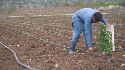 Αργολίδα: Ζητούνται εργατικά χέρια - Δυσεύρετοι οι εργάτες γης (βίντεο)