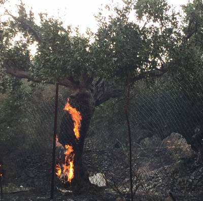 Αντιπυρικά μέτρα ζητεί ο Γόντικας 