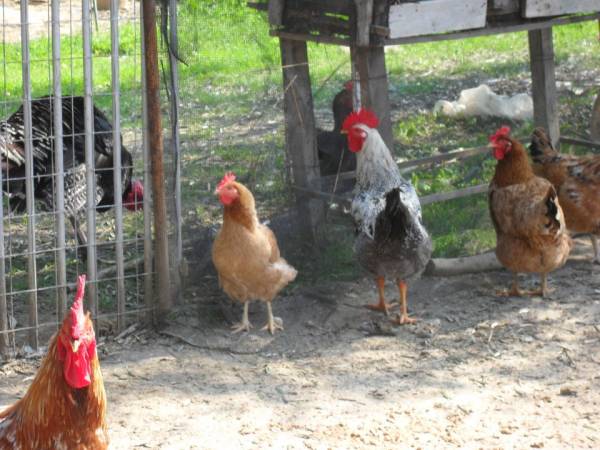 Μέτρα πρόληψης στη Λακωνία για τη γρίπη των πτηνών