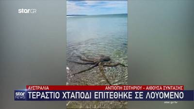 Αυστραλία: Τεράστιο χταπόδι επιτέθηκε σε λουόμενο (Βίντεο)