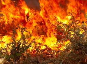 Υπό μερικό έλεγχο οι φωτιές σε Τζάνε και Ριζόμυλο 