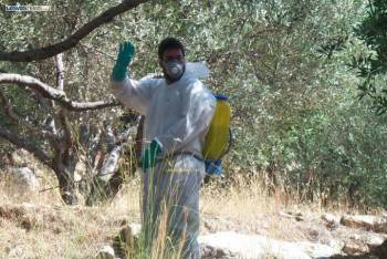 Δακοκτονία σε περιοχές των Δήμων Σπάρτης και Ευρώτα