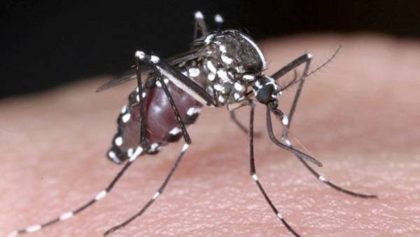 Ανακαλύφθηκε αντικουνουπικό που «κρύβει» τον άνθρωπο από τα κουνούπια 