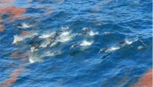 Μαζικοί θάνατοι δελφινιών αποδίδονται στην πετρελαιοκηλίδα της BP