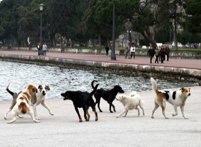 Εκρηκτικές οι διαστάσεις του προβλήματος: Τσιπάρισμα και στείρωση η λύση για τα αδέσποτα