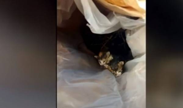 Κρήτη: Πρόστιμο 250.000 ευρώ σε 59χρονο που πέταξε γατάκια σε κάδο απορριμμάτων (βίντεο)