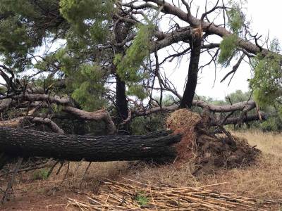 Μεσσηνία: Ζημιές από το μπουρίνι στην Ελαία (φωτογραφίες)