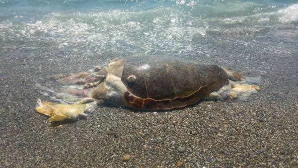 Νεκρή χελώνα καρέτα - καρέτα στην Παραλία της Καλαμάτας