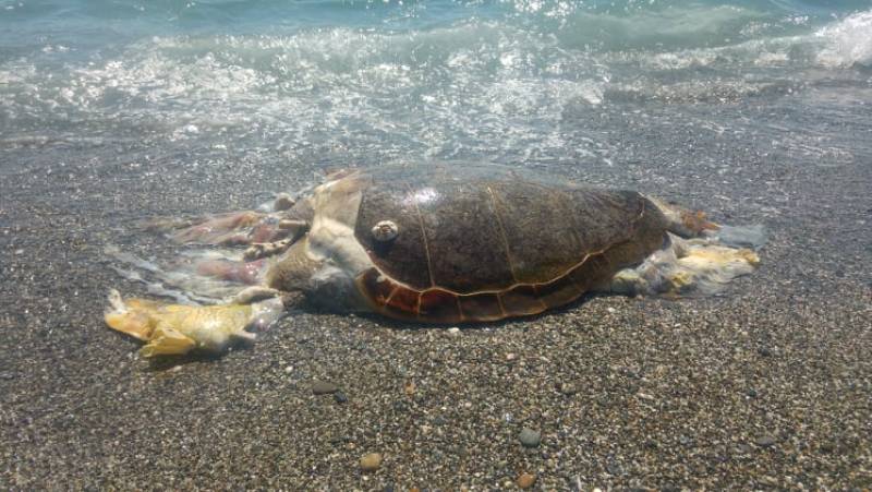 Νεκρή χελώνα καρέτα - καρέτα στην Παραλία της Καλαμάτας