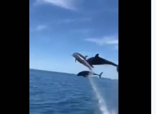 Eντυπωσιακός... χορός δελφινιών στα ανοιχτά της Πύλου (βίντεο)
