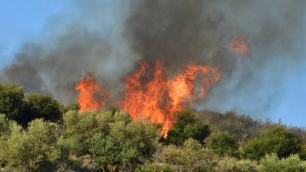 Πυρκαγιά σε δασική περιοχή στην Άνω Καλλιθέα Αχαΐας