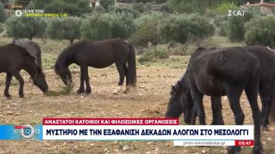 Μεσολόγγι: Μυστήριο με την εξαφάνιση δεκάδων αλόγων - Ανάστατοι κάτοικοι και φιλοζωικές οργανώσεις