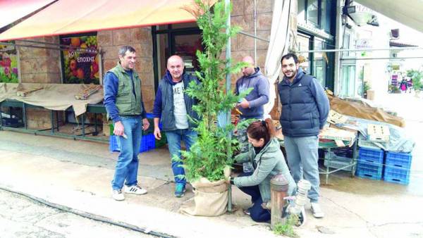 Δάσος χριστουγεννιάτικων δέντρων στην αγορά της Κυπαρισσίας 