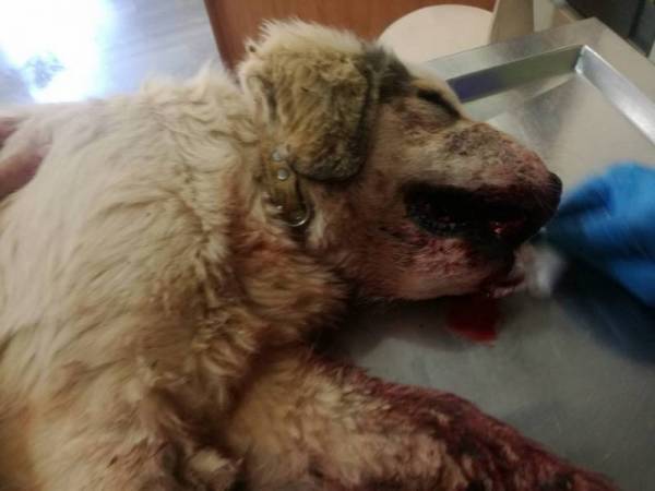 Από τροχαίο και όχι από κροτίδες τελικά ο θάνατος του σκύλου στην Καλαμάτα