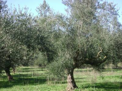 Πρόγραμμα για συστήματα ποιότητας σε αγροτικά προϊόντα