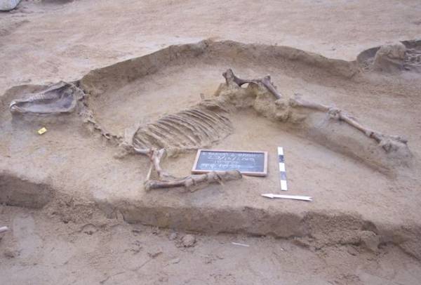 Ταφή αλόγου αποκαλύφθηκε στο Φαληρικό Δέλτα