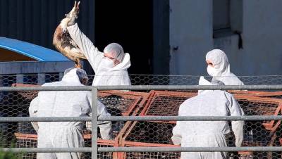 Γρίπη των πτηνών: Σπάνιο κρούσμα μετάδοσης της νόσου σε άνθρωπο στην Ισπανία