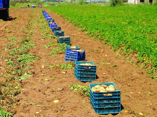 Κραυγή αγωνίας από πατατοπαραγωγούς της Μεσσήνης: Εξευτελιστικές τιμές στις πατάτες
