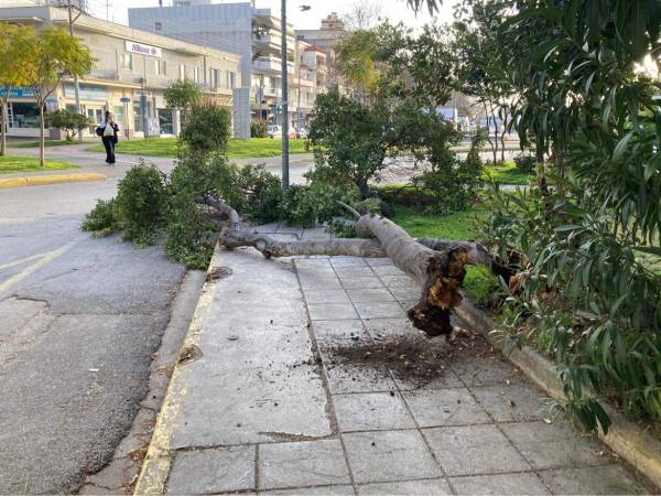 Καλαμάτα: Δεντρο έπεσε στο πεζοδρόμιο της οδού Νέδοντος